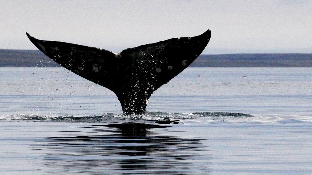 К берегам Кроноцкого заповедника приплыли самки серых китов с детёнышами