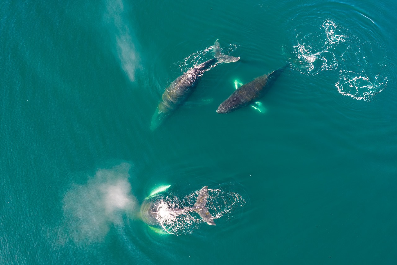 Особенности больших путешествий и приёмы гидролокации: 23 июля отмечается Всемирный день китов и дельфинов