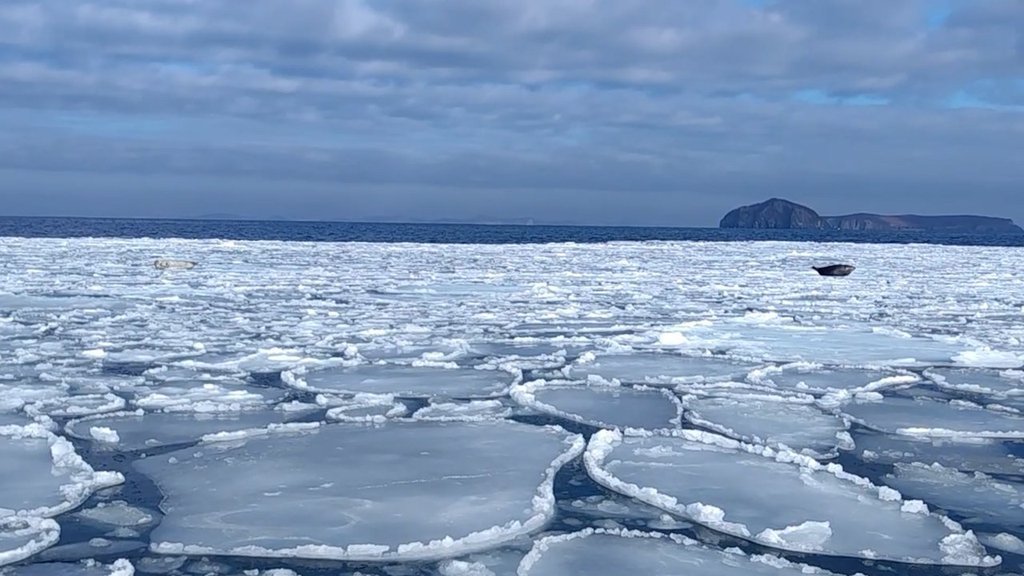 Одиноких пятнистых нерп засняли в Дальневосточном морском заповеднике